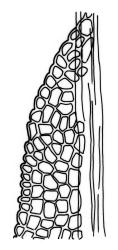 Fissidens exilis, laminal cells, apex of vaginant lamina. Drawn from J.E. Beever 66-43b, CHR 587268.
 Image: R.C. Wagstaff © Landcare Research 2014 